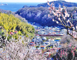 田浦観光協会 横須賀市観光協会