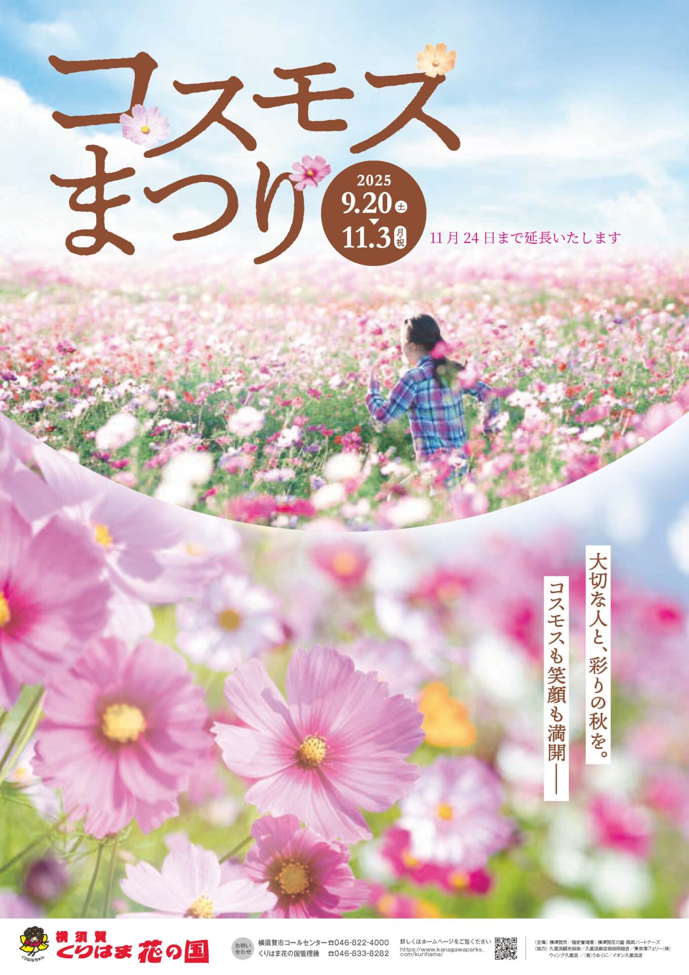 くりはま花の国「コスモスまつり」 - 横須賀市観光協会